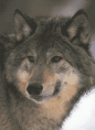 Wolf Family